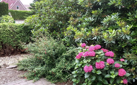 Hexenhuus: Flower, Plant, Plant Community, Botany, Vegetation, Tree, Grass, Shrub, Window, Woody Plant