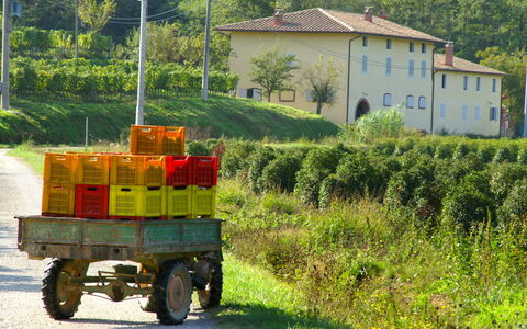 Montecatini Terme 810: Green, Mode Of Transport, Vehicle, Transport, Rural Area, Grass, Tree, Wheel