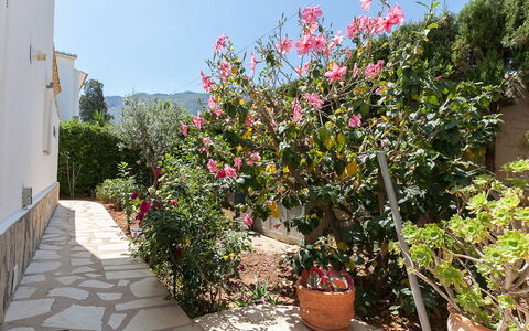 Tulipanes: Flower, Plant, Sky, Flowerpot, Houseplant, Landscape, Shrub, Building, House, Flowering Plant