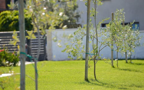 Lungera: Tree, Green, Grass, Lawn, Plant, Spring, Woody Plant, Park, Branch, Flower
