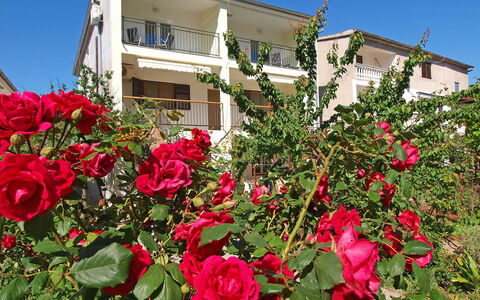 Vodice Tribunj 124: Flower, Sky, Plant, Window, Building, Petal, Botany, House, Pink, Grass