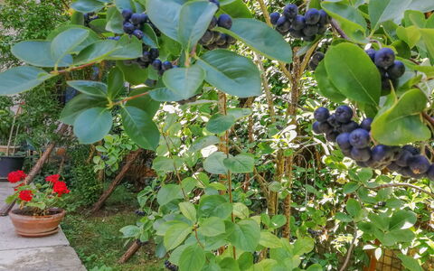 Pula Vodnjan 103: Plant, Flowerpot, Food, Fruit, Houseplant, Tree, Flowering Plant, Groundcover, Shrub