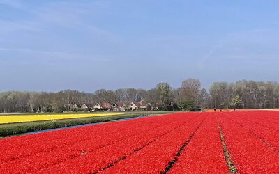 Plevier Comfort 350.3: Flower, Sky, Plant, Petal, Natural Landscape, Tree, Cloud, Agriculture, Grass, Landscape