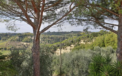 Il Rosino Alto
