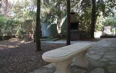 Villa Pineta - Marina di Castagneto Carducci, Tuscany, Italy - Camelia