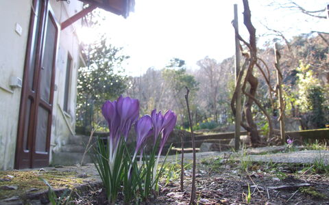 Villa Agrifogli: Flower, Plant, Purple, Spring, Flowering Plant, Botany, Grass Family, Garden, Yard, Grass