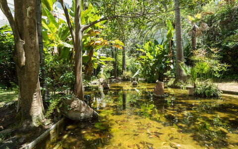 Jardines del Mar: Plant, Plant Community, Natural Landscape, Tree, Branch, Water, Terrestrial Plant, Trunk, Watercourse