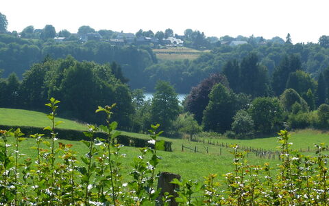 Butgenbach Nidrum 200: Flower, Plant, Plant Community, Green, Sky, Natural Landscape, Land Lot, Grass, Shrub