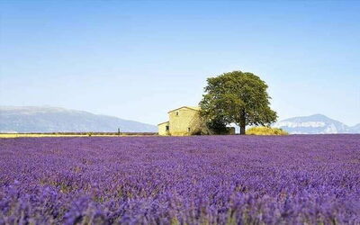 Provence Vacation Rentals